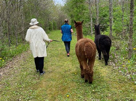 g tur med alpaca kbenhavn|Gå tur med en alpaca hos Alpacapark